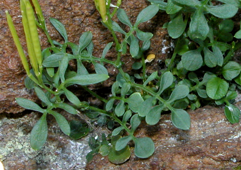 Cardamine resedifolia /  Billeri pennato